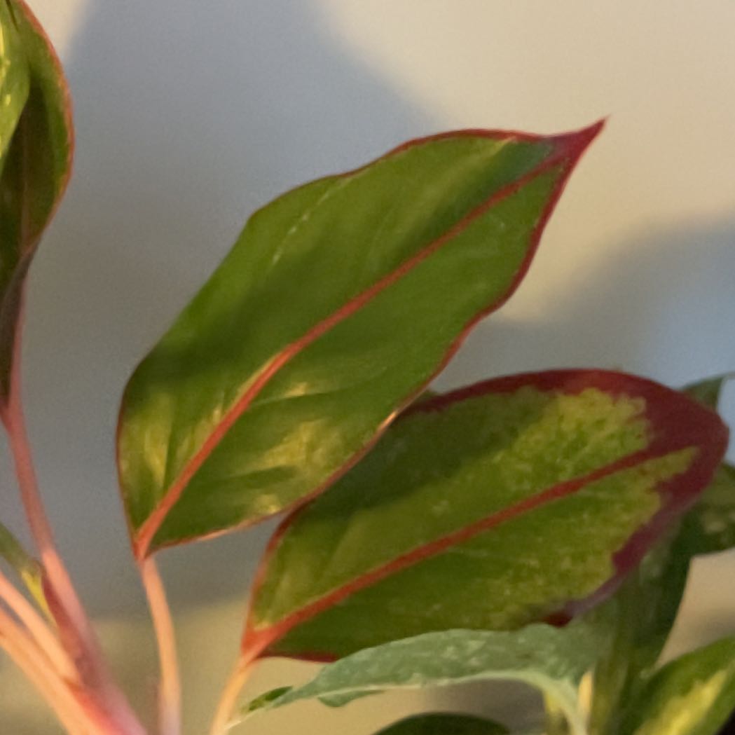 Photo of the plant species Sapphire Susane Chinese Evergreen by @SamsJungle named Ruby on Greg, the plant care app