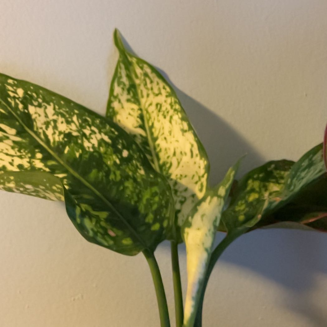 Photo of the plant species Chinese evergreen by @SamsJungle named Li on Greg, the plant care app