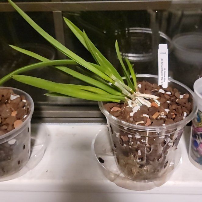 Photo of the plant species Brassavola Little Stars by @PeacockOrchids named Lavender on Greg, the plant care app