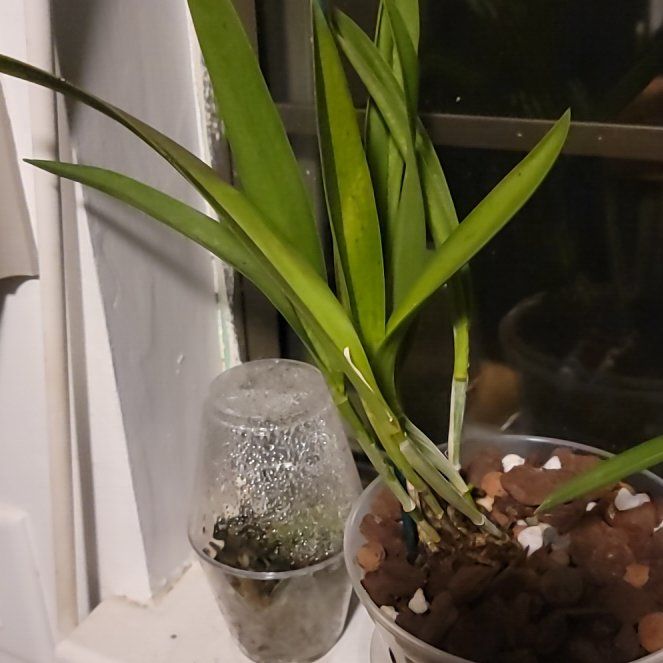 Photo of the plant species Cattleya leopoldii by @PeacockOrchids named Huckleberry Fern on Greg, the plant care app