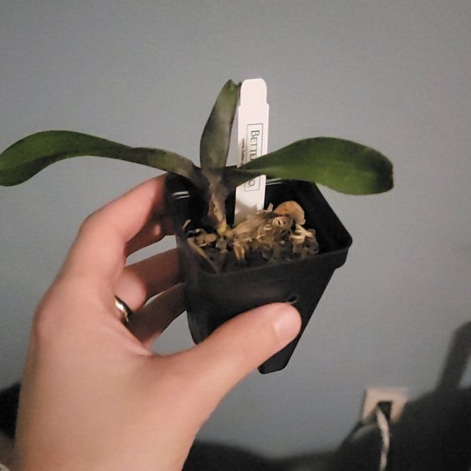 Photo of the plant species foxtail orchid by @PeacockOrchids named Bodhi on Greg, the plant care app