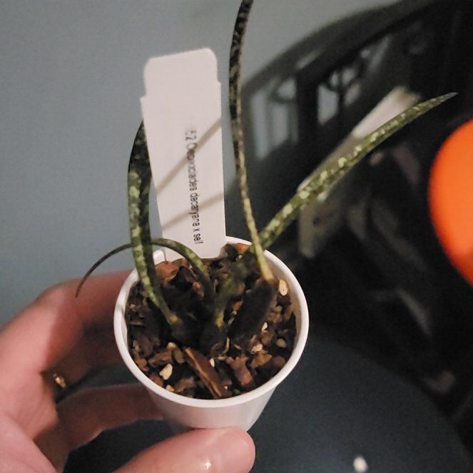 Photo of the plant species Spurred Desert Orchid by @PeacockOrchids named Curie on Greg, the plant care app