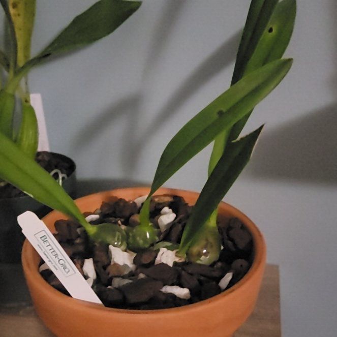 Photo of the plant species Encyclia Rioclarense by @PeacockOrchids named Clooney on Greg, the plant care app