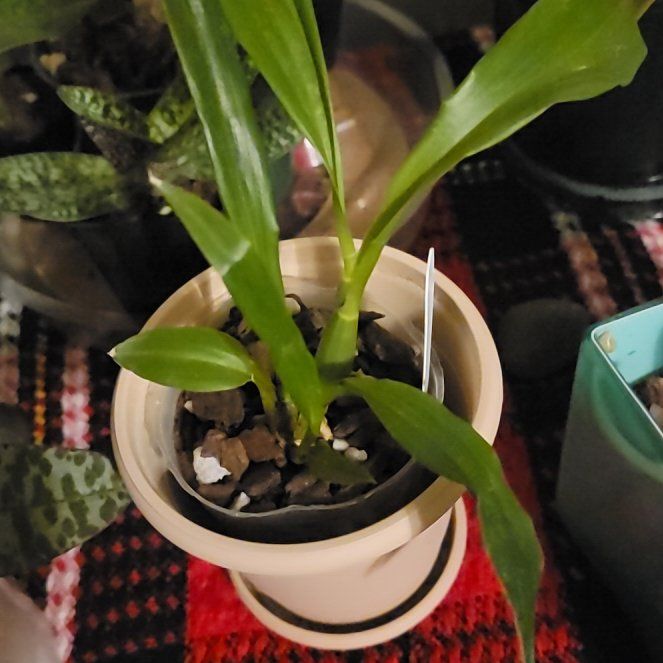 Photo of the plant species Seafoam Orchid by @PeacockOrchids named Cooler on Greg, the plant care app