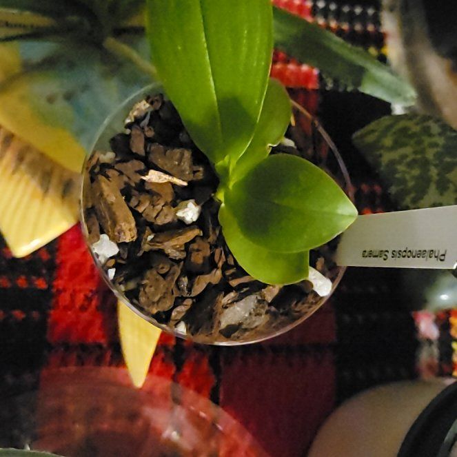 Photo of the plant species Phal equestris by @PeacockOrchids named Sonora on Greg, the plant care app