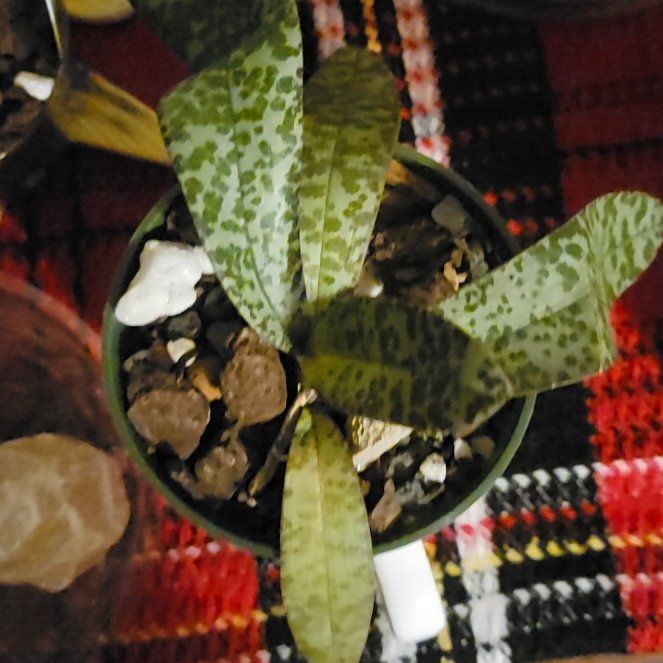 Photo of the plant species Phalaenopsis schilleriana by @PeacockOrchids named Zion on Greg, the plant care app