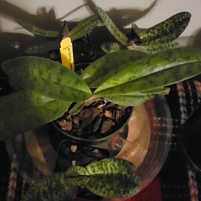 Photo of the plant species Paphiopedilum venustum by @PeacockOrchids named Zeus on Greg, the plant care app