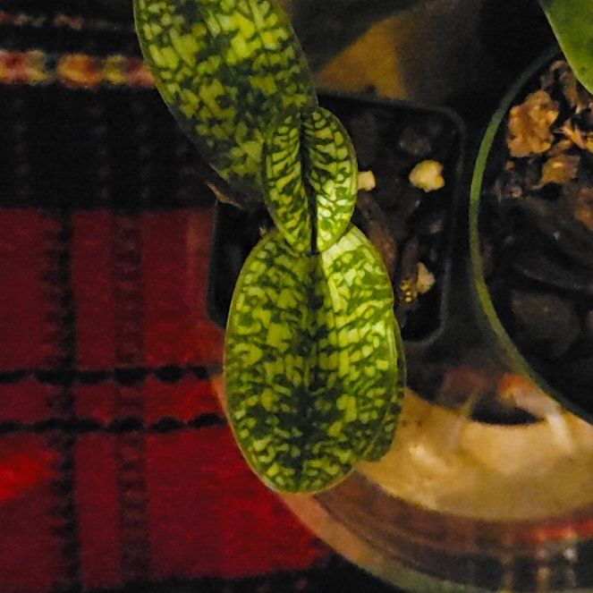 Photo of the plant species Paphiopedilum 'Maudiae Femma' by @PeacockOrchids named Tree Diddy on Greg, the plant care app