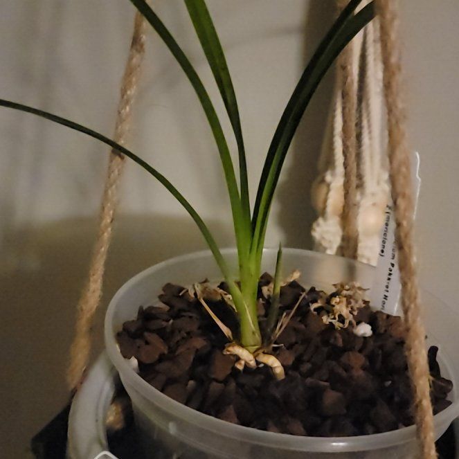 Photo of the plant species Cymbidium Panalatinga by @PeacockOrchids named Perkket on Greg, the plant care app