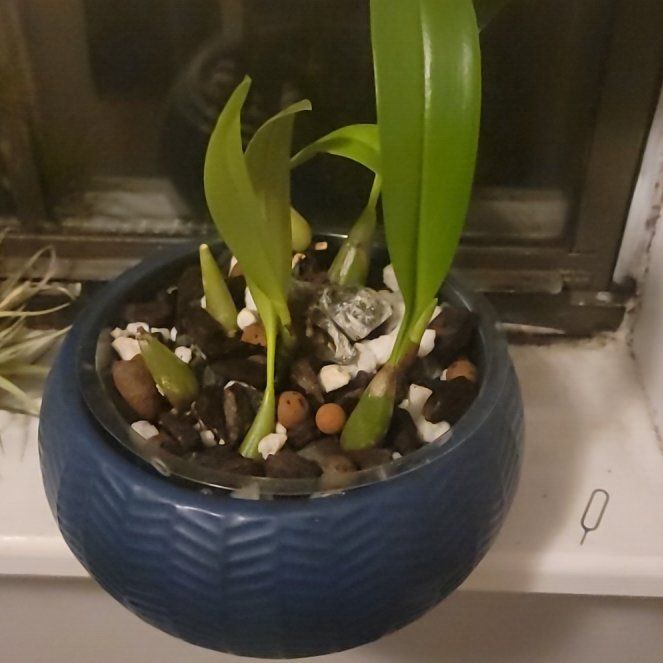 Photo of the plant species King of Masdevallias by @PeacockOrchids named Bulba on Greg, the plant care app