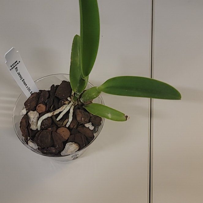 Photo of the plant species Platinum Charm Orchid by @PeacockOrchids named Jersey dream on Greg, the plant care app