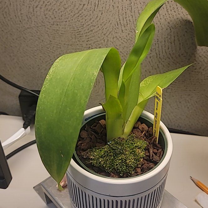 Plant care for Beallara Orchid on Greg, the plant care app