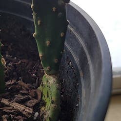 Smooth Prickly Pear plant