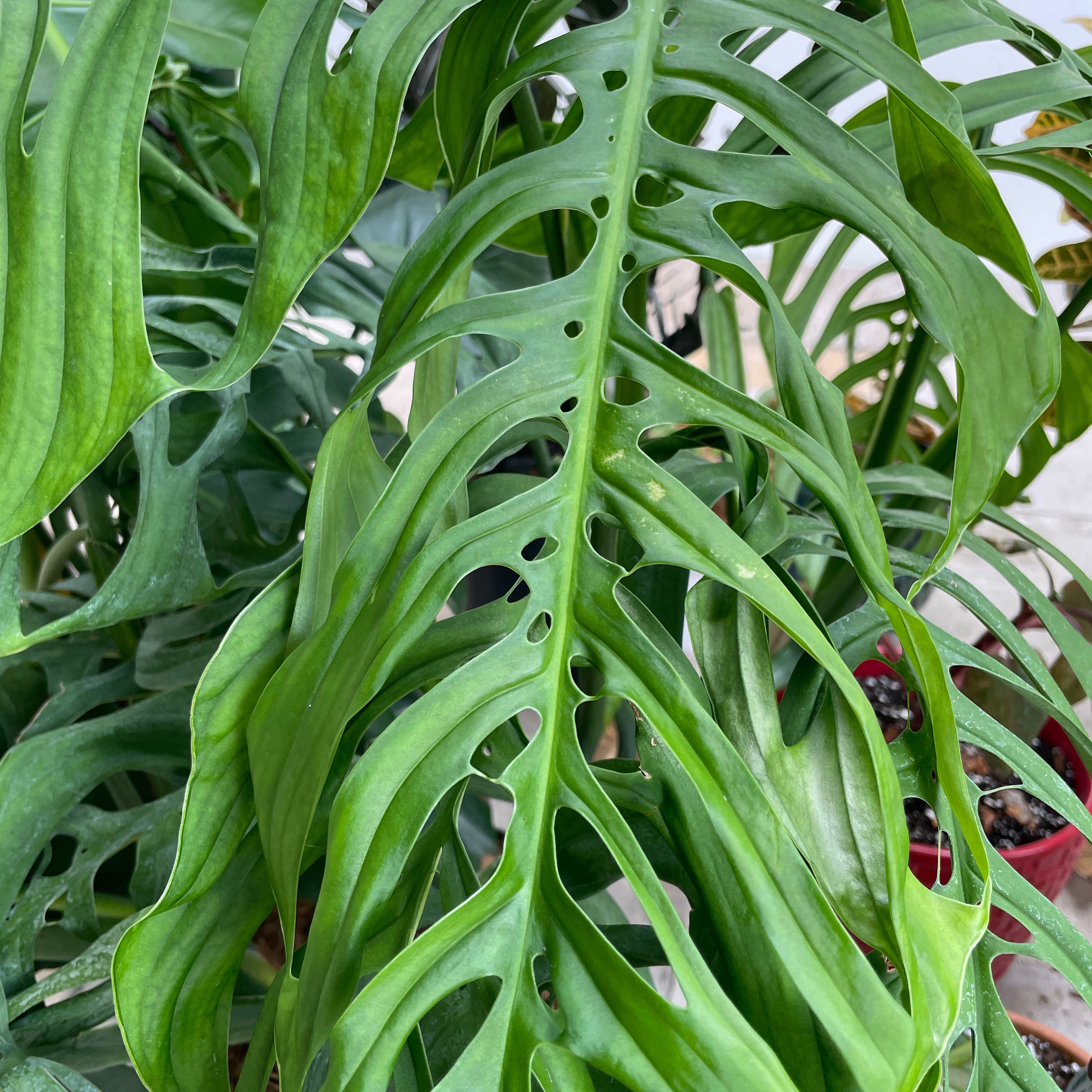 Monstera esqueleto plant with fenestrated leaves, vibrant green and healthy.