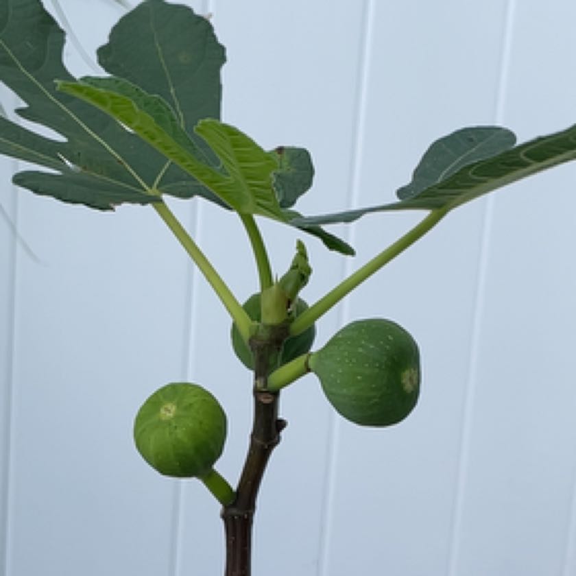 Photo of the plant species Figs by @GoblinGardener named Figsgerald on Greg, the plant care app