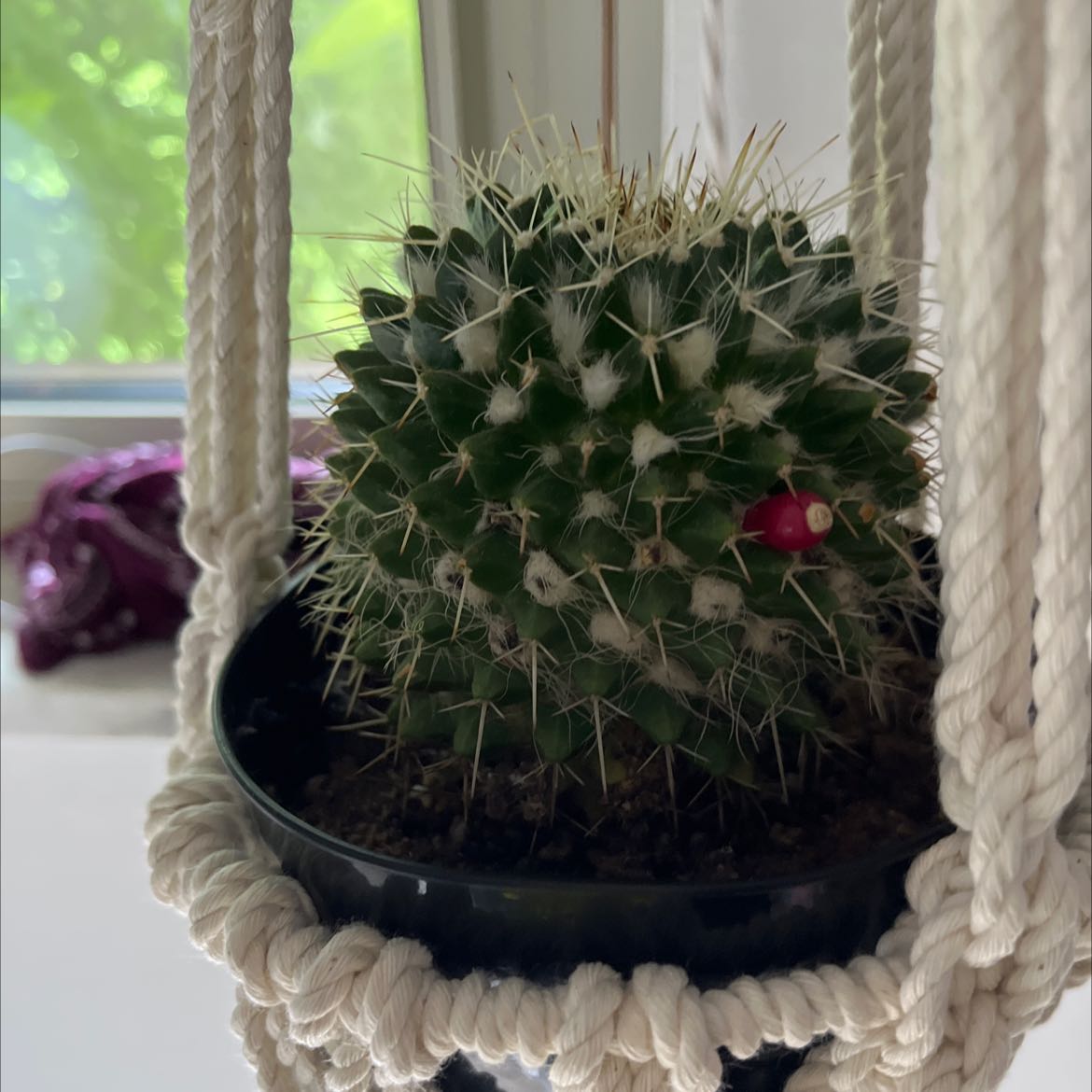 Mammillaria karwinskiana 'Nejapensis' cactus in a hanging pot with a small red fruit visible.