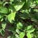 Calculate water needs of Spicebush