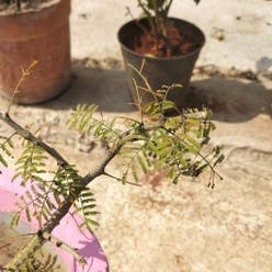 Jacaranda plant