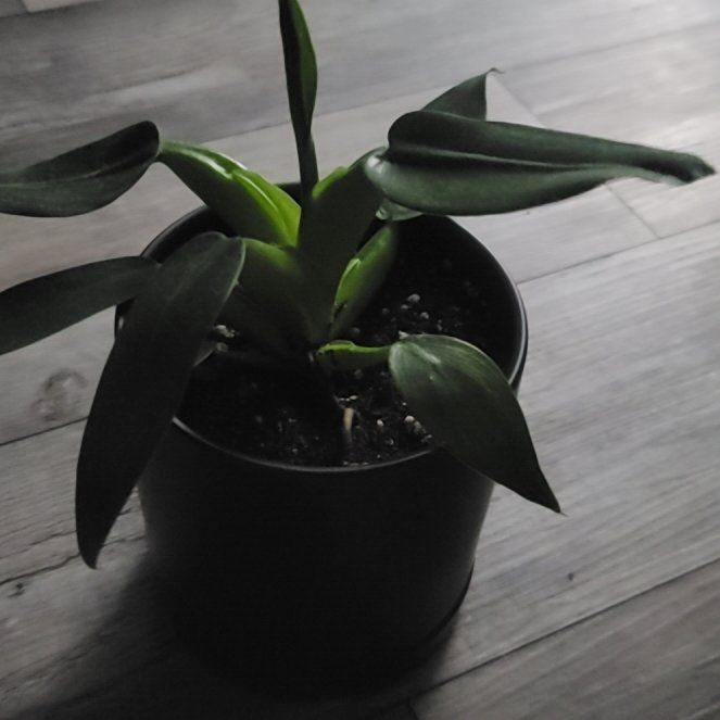 Photo of the plant species Philodendron 'Green Fat Boy' by @CoolMountain named Einstein on Greg, the plant care app