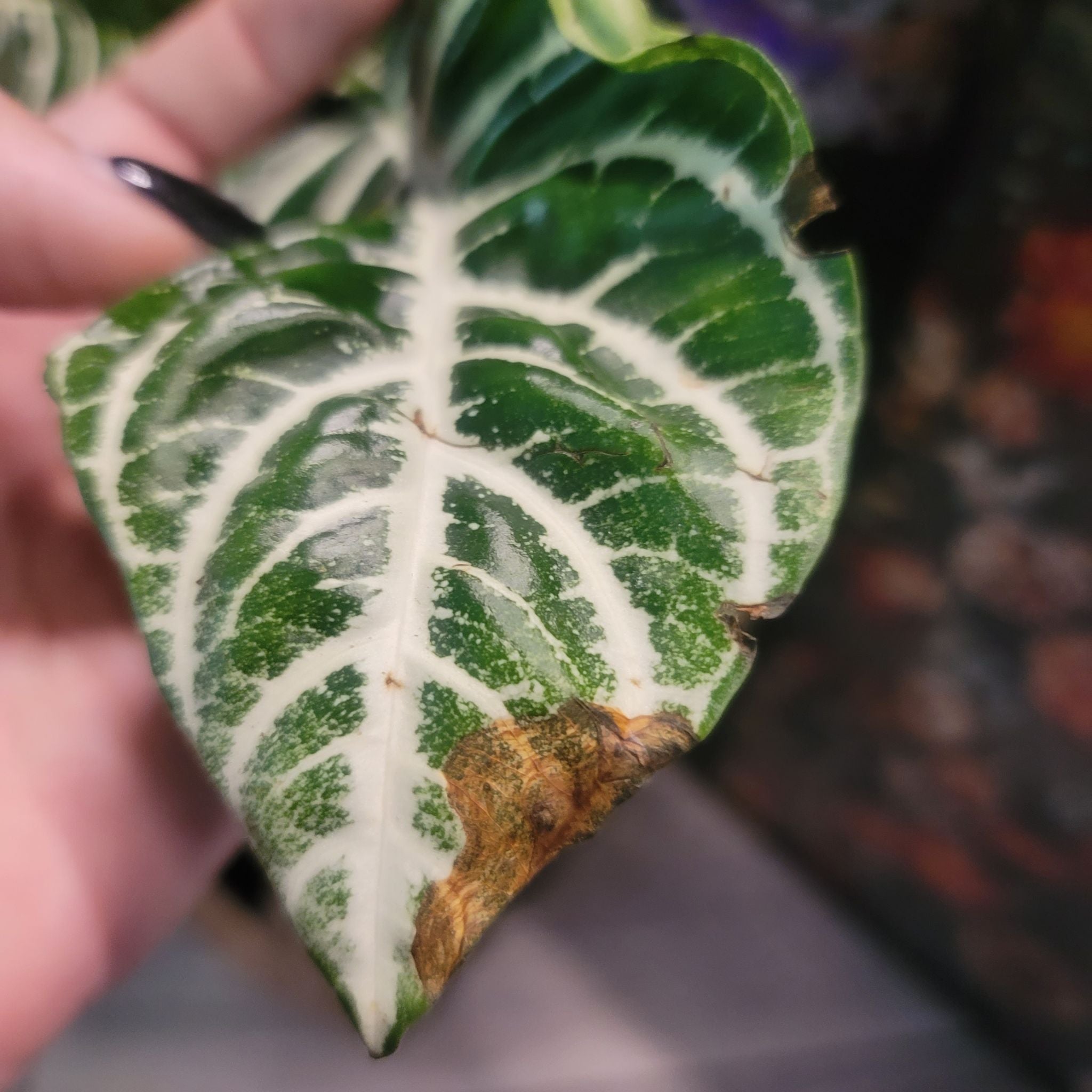 Keep Your Hartweg's Aphelandra Alive Light, Water & Care Instructions