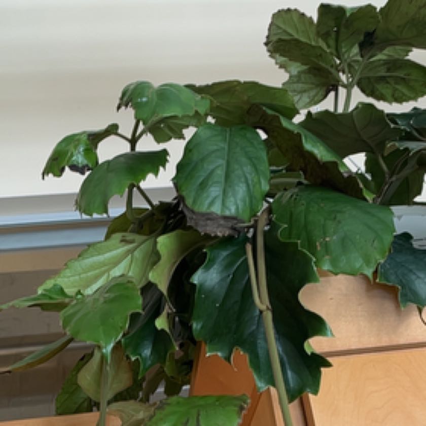 Photo of the plant species Chestnut Vine by @Figlover named Drake on Greg, the plant care app