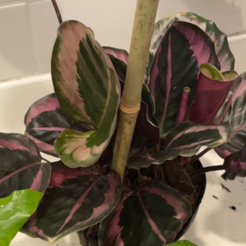 Photo of the plant species Black Rose Calathea by @ZestyAraguaney named Black Rose on Greg, the plant care app