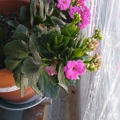 Florist Kalanchoe plant
