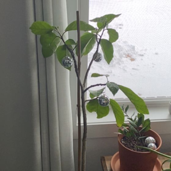 Photo of the plant species Largeleaf Geigertree by @kosterberg named Naranjarexic on Greg, the plant care app