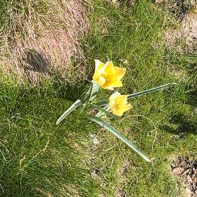 Photo of the plant species Wild Tulip by @YardRedclaws named Delilah on Greg, the plant care app