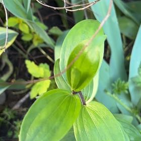 Photo of the plant species Common Greenbrier by @YardRedclaws named Demi on Greg, the plant care app