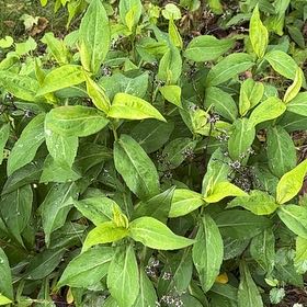 Photo of the plant species Persicaria Longiseta by @YardRedclaws named Winston on Greg, the plant care app