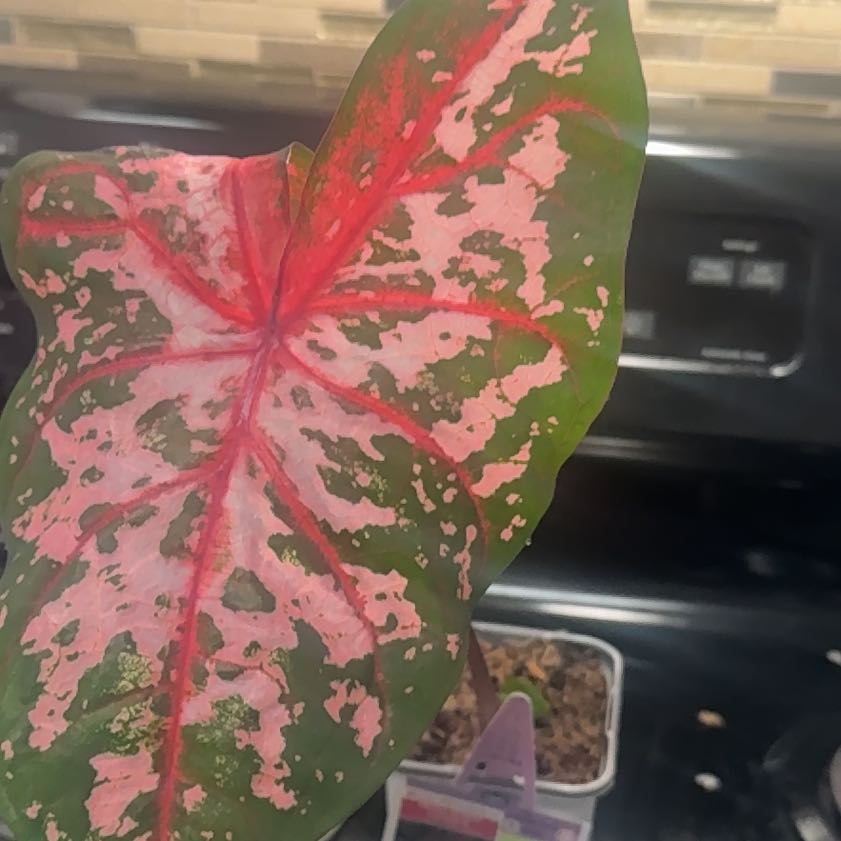 Photo of the plant species Caladium 'Frieda Hemple' by @GrowWitMe named Calypso 🐬 on Greg, the plant care app
