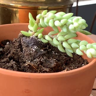 Burro's Tail plant in Somewhere on Earth