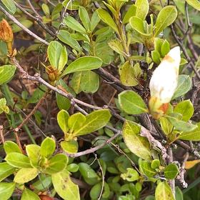 Photo of the plant species Swamp Azalea by @SingularGuasca named Hemingway on Greg, the plant care app
