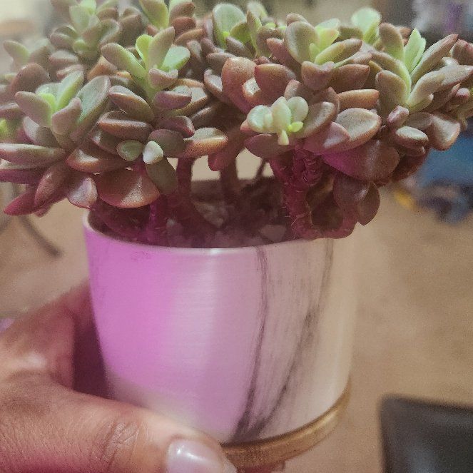Photo of the plant species Rezry Echeveria by @FullDodder named Scarlett on Greg, the plant care app