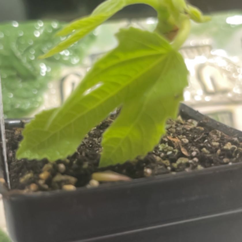 Photo of the plant species Violette De Bordeaux Fig by @FancierPalmier named Darwin on Greg, the plant care app