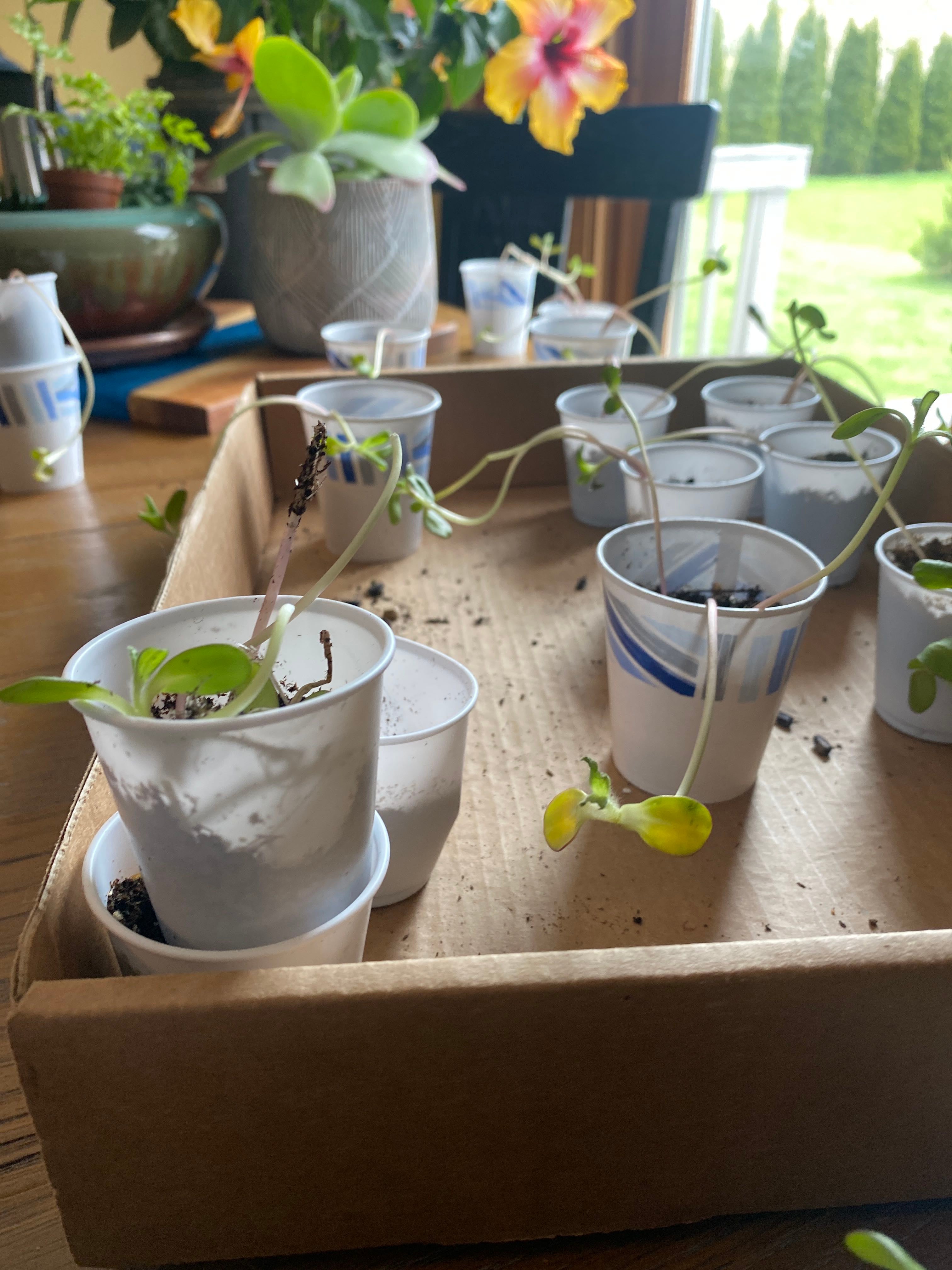 The sunflower seeds are not doing well