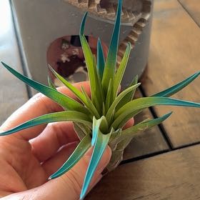 Photo of the plant species Tillandsia velutina by @NataliahMichelle named Queen on Greg, the plant care app