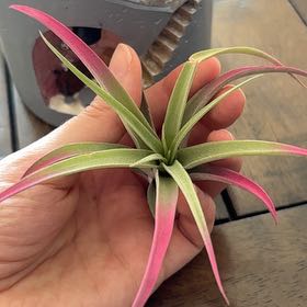 Photo of the plant species Capitata Red Air Plant by @NataliahMichelle named Harmony on Greg, the plant care app