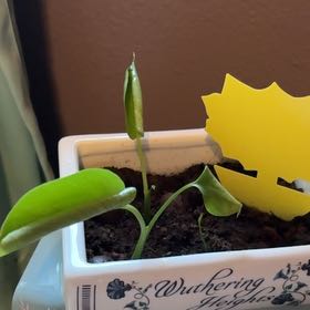 Photo of the plant species Monstera deliciosa 'Bulbosaur' by @NataliahMichelle named Maya on Greg, the plant care app