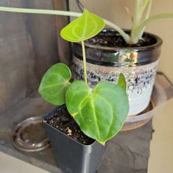 Velvet Cardboard Anthurium plant