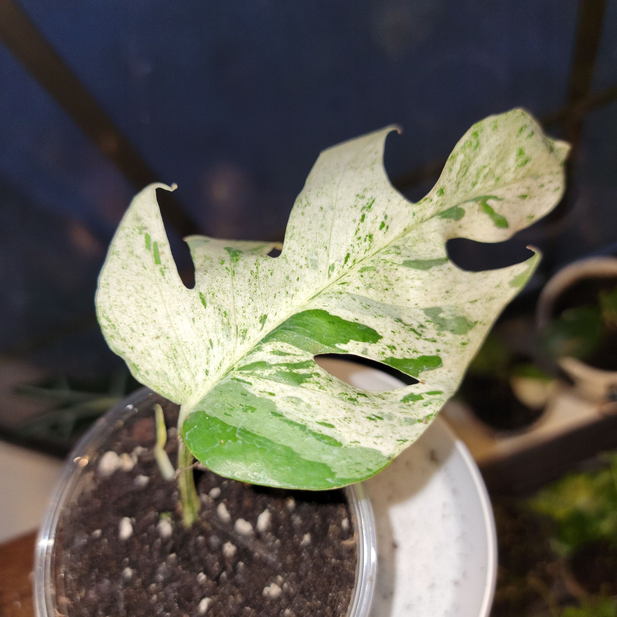 Marble Epipremnum Pinnatum plant with a variegated leaf showing some browning edges, potted with visible soil.