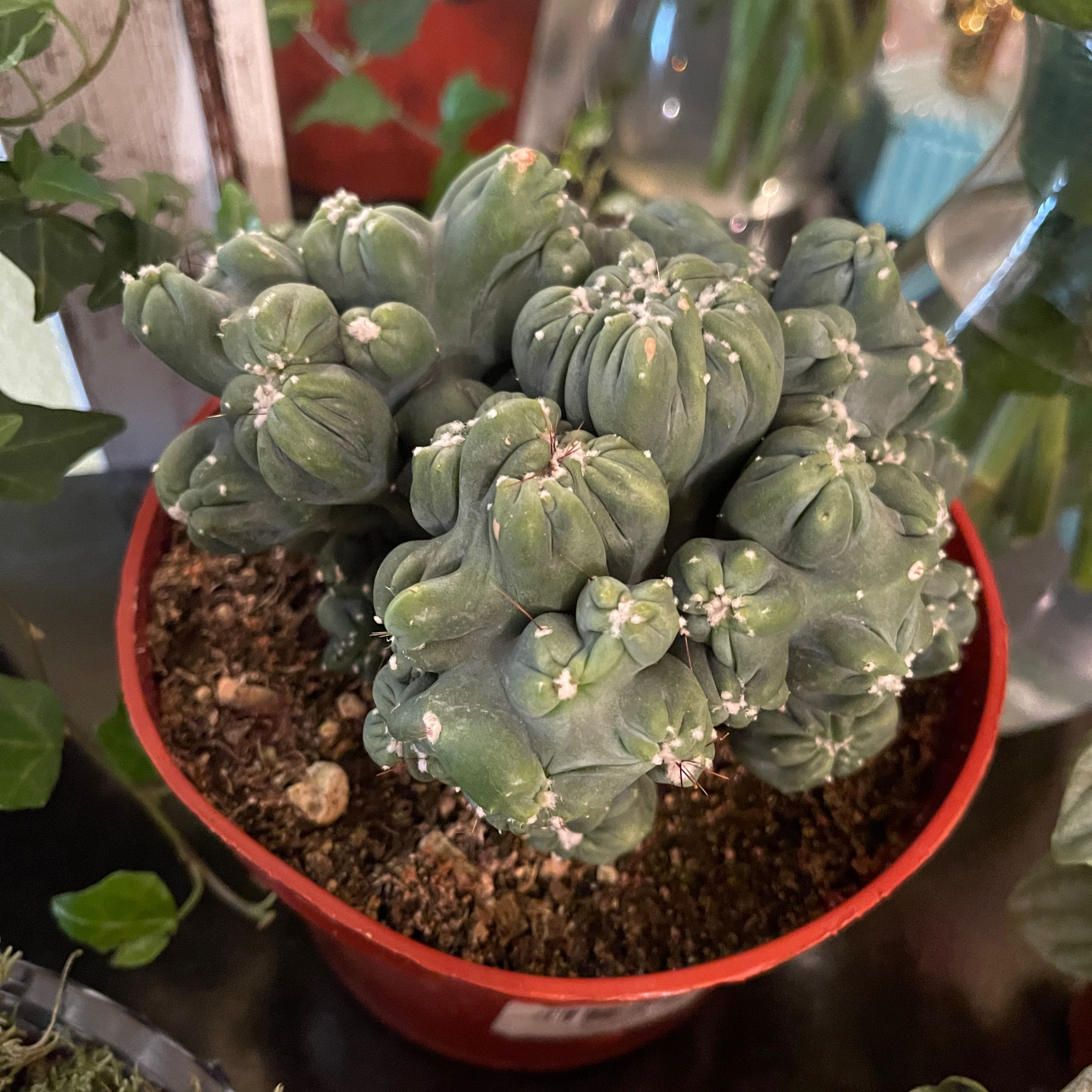 Ming Thing Cactus in a red pot with visible soil, well-framed and in focus.