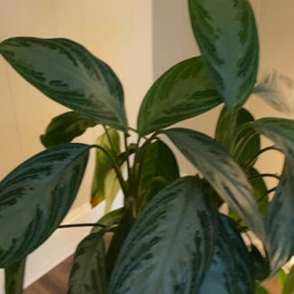 Chinese Evergreen plant in Trussville, Alabama