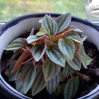 Silver Frost Peperomia plant in Trussville, Alabama