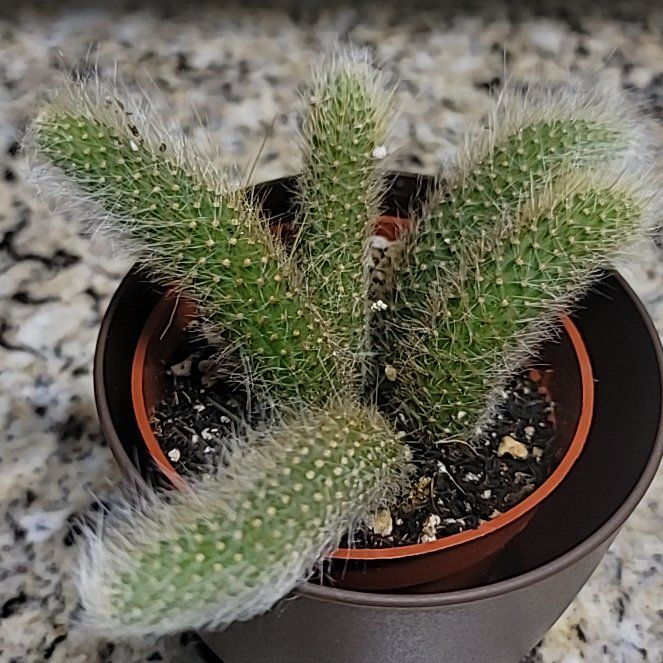 Photo of the plant species Arborescent Prickly Pear by @PureSunburst named Walt on Greg, the plant care app