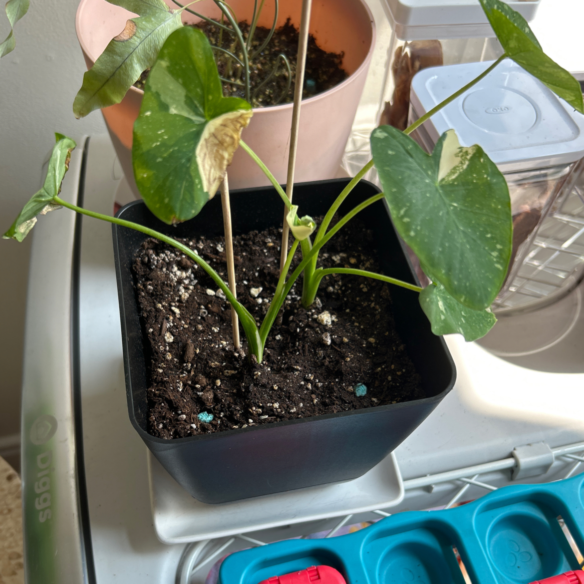 Photo of the plant species Colocasia 'Milky Way' by @FaultlessAnacua named Kendall on Greg, the plant care app
