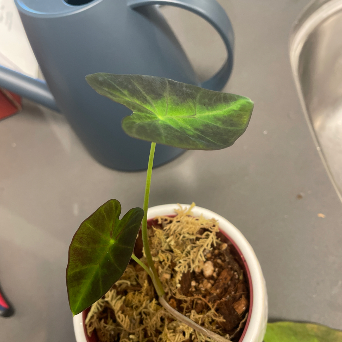 Colocasia 'Black Beauty' plant in a small pot with healthy leaves.