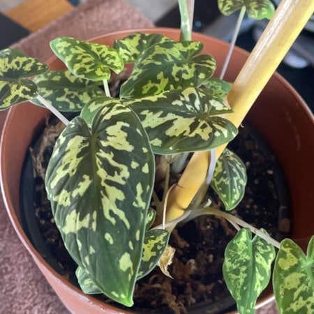 Photo of the plant species Alocasia by @Jg2m589 named Eva on Greg, the plant care app