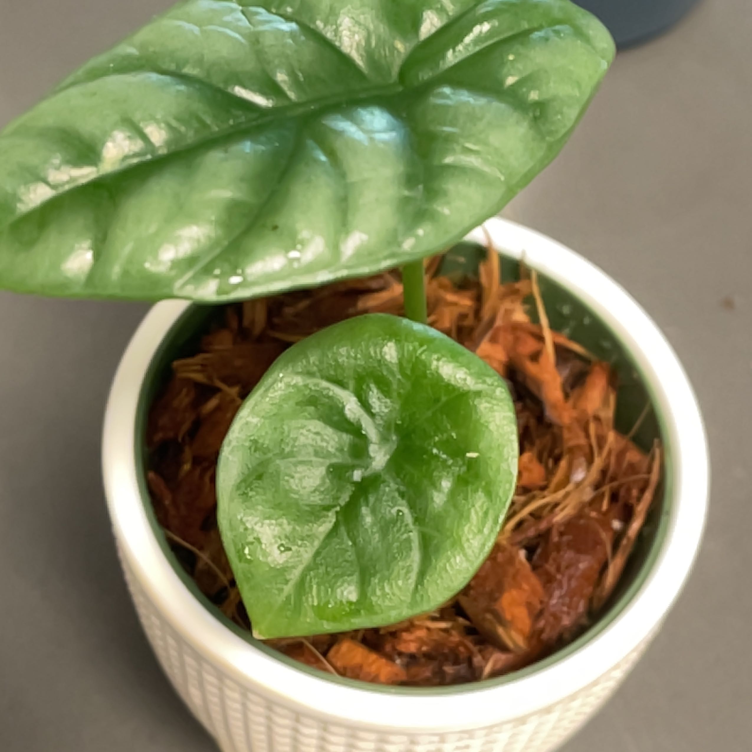 Jewel Alocasia plant in a white pot with two healthy green leaves.